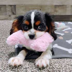 Cavalier King Charles Spaniel