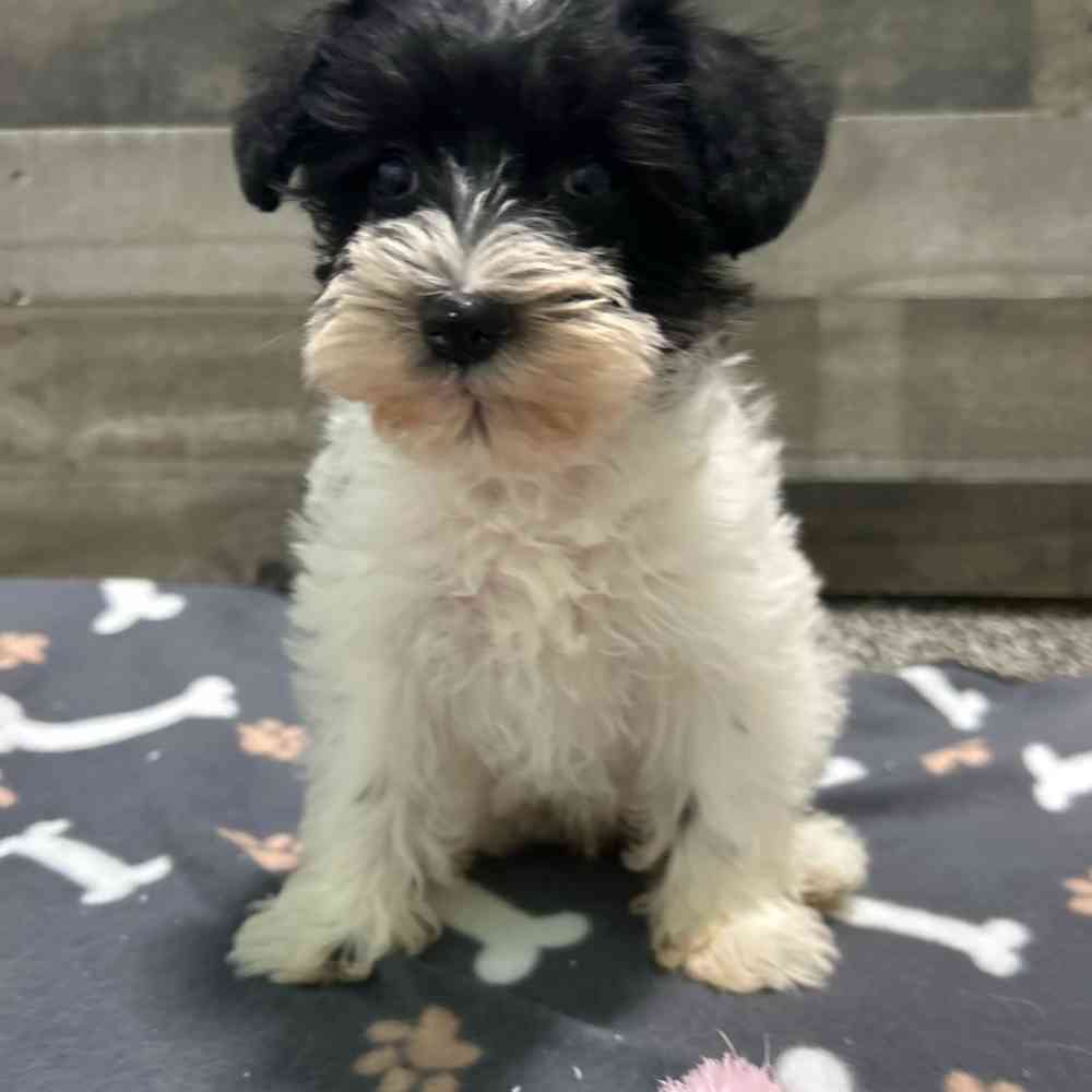 Image of a pet breed in the gallery
