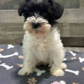 Mini Schnauzer