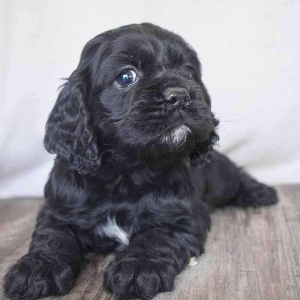 Female Cocker Spaniel Puppy for sale