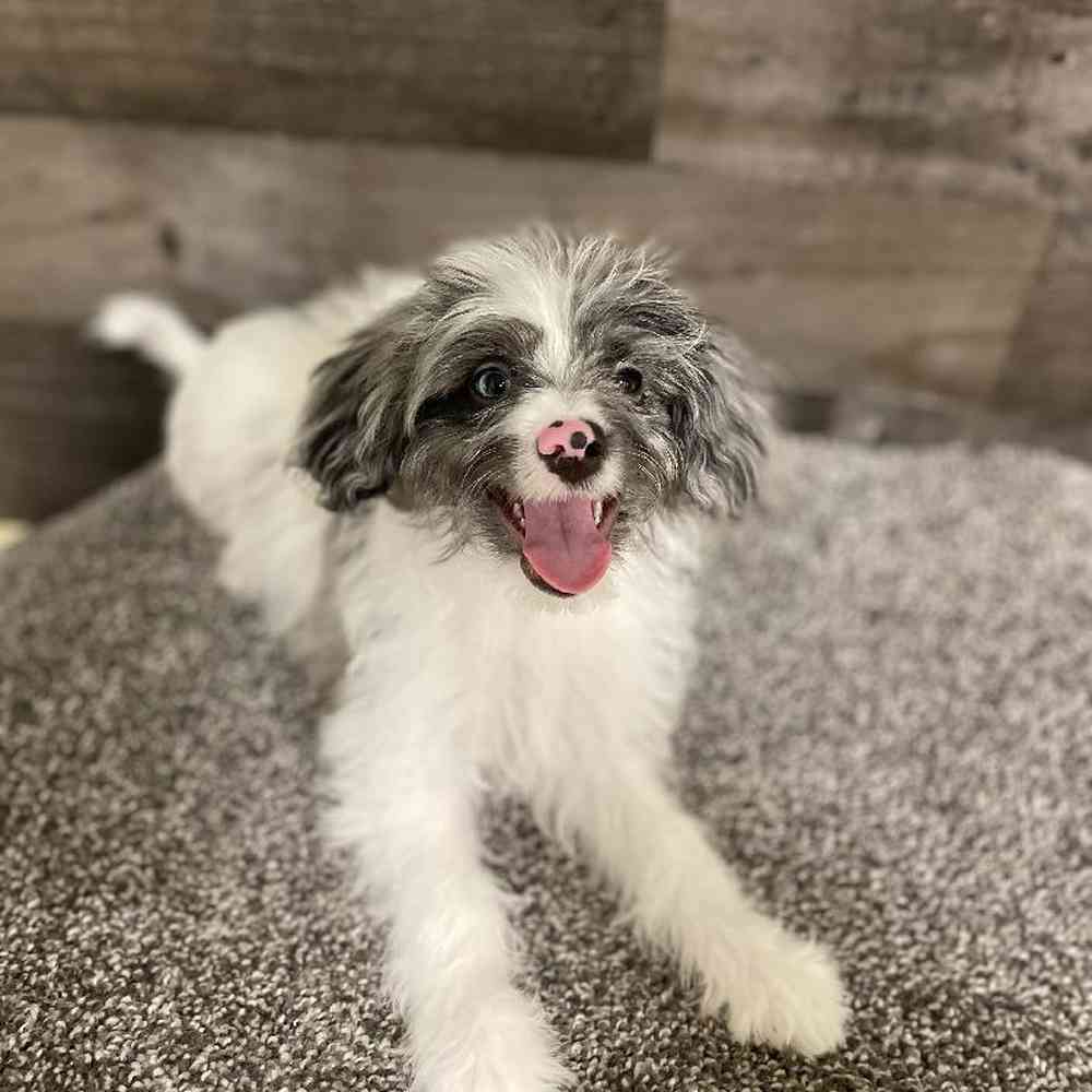 Male Papidoodle Puppy for Sale in Flint, MI