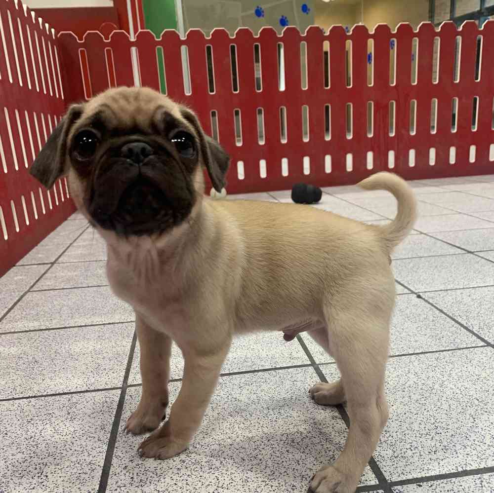 Pug