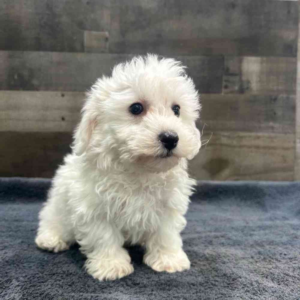 pet breed image