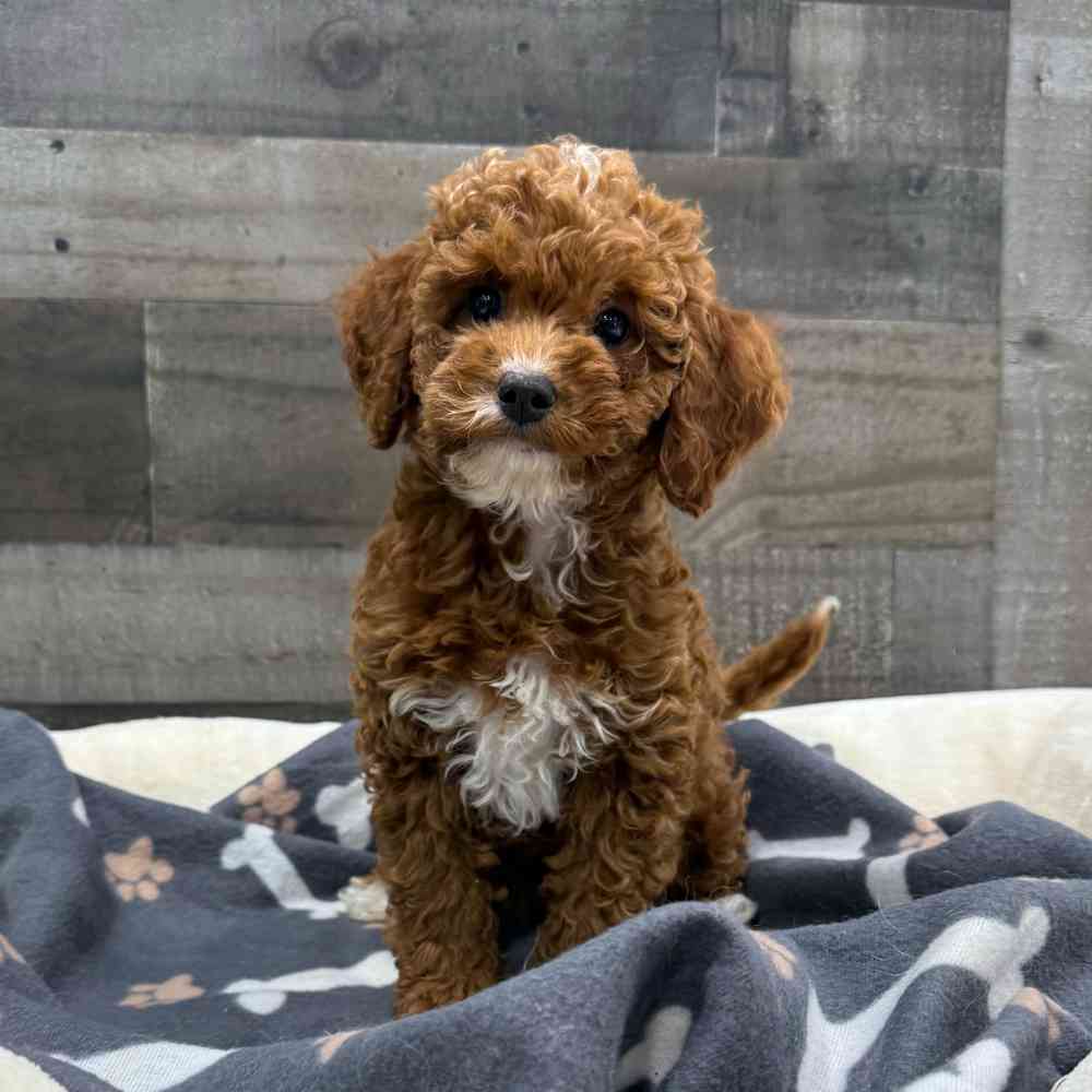 Image of a pet breed in the gallery