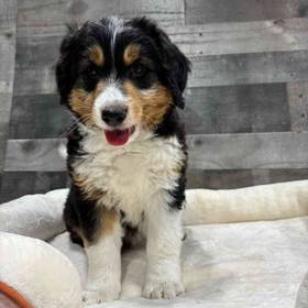 Aussiedoodle