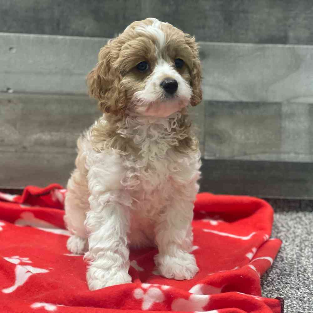 Star, Female Cavapoo Puppy for sale in Troy