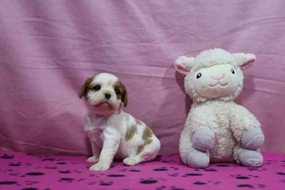 Cavalier King Charles Spaniel