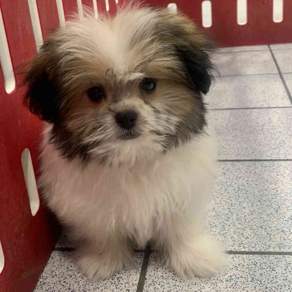 パピー様 Loopy, Male Shih Tzu Puppy for sale in Troy