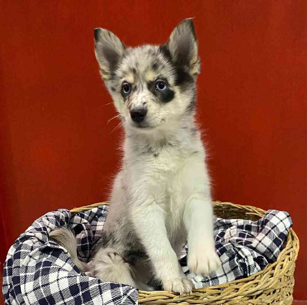 Female Pomsky Puppy for sale