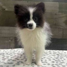 Pomeranian