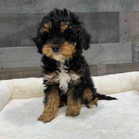 Cavapoo
