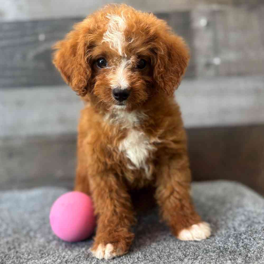 Image of a pet breed in the gallery