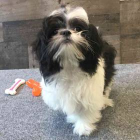 Shih Tzu