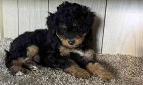 Mini Bernedoodle