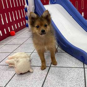 Pomeranian