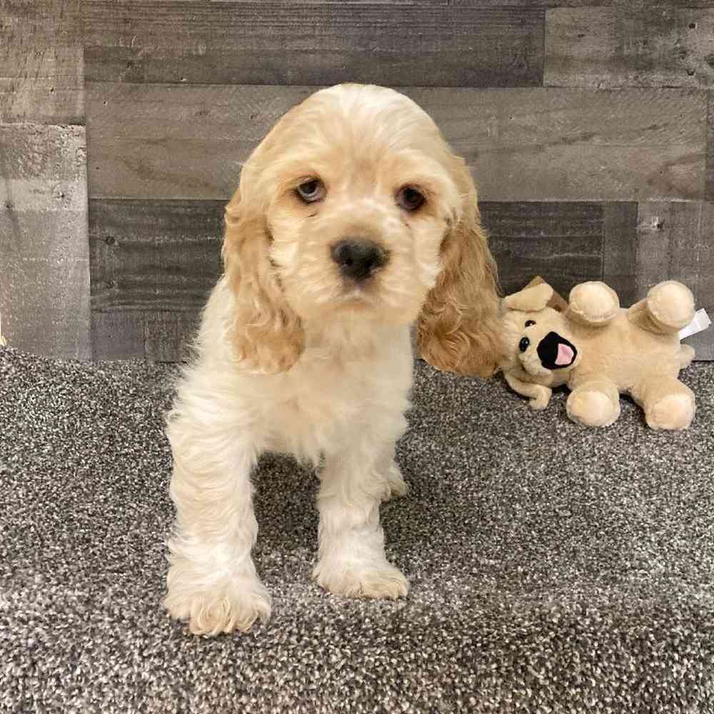 Image of a pet breed in the gallery