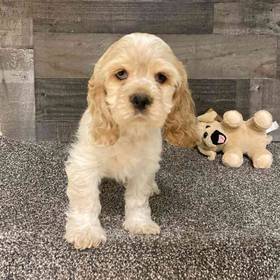 Cocker Spaniel