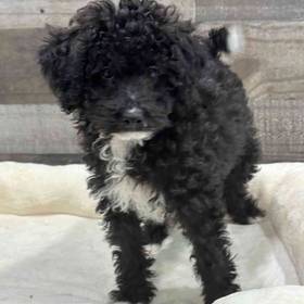 Mini Bernedoodle