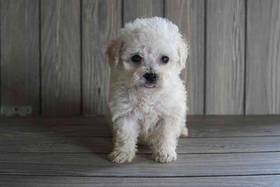 Bichon-Poodle