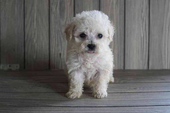 Bichon-Poodle