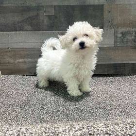 Bichon Frise