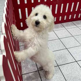 Mini Aussiedoodle