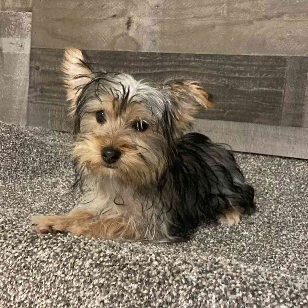 pet breed image