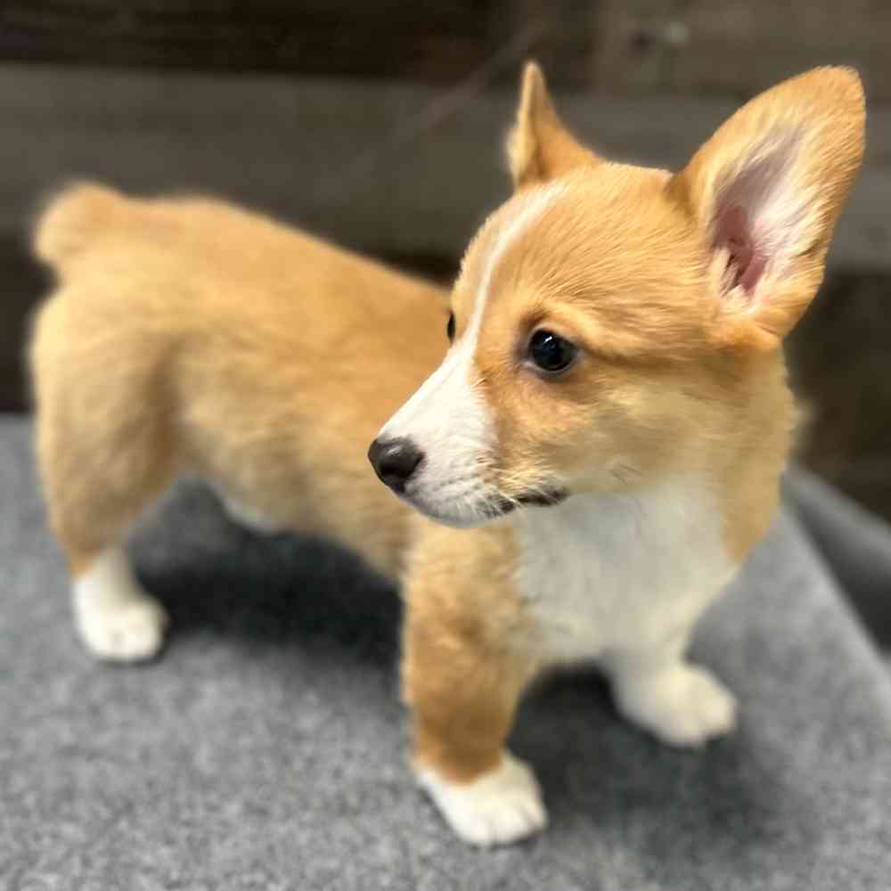 Image of a pet breed in the gallery