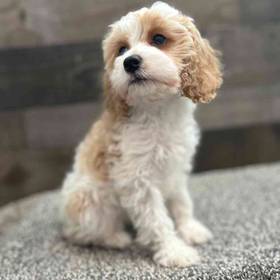 Cavapoo