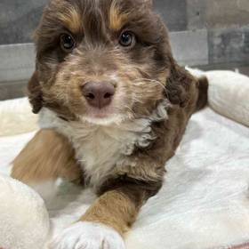 Aussiedoodle