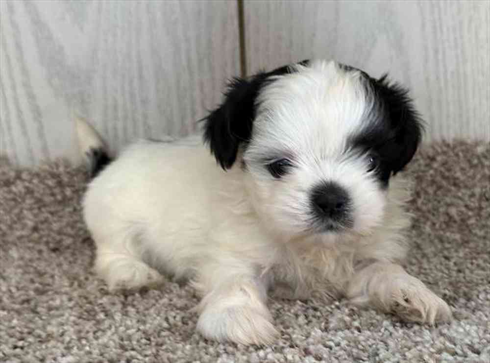 Image of a pet breed in the gallery