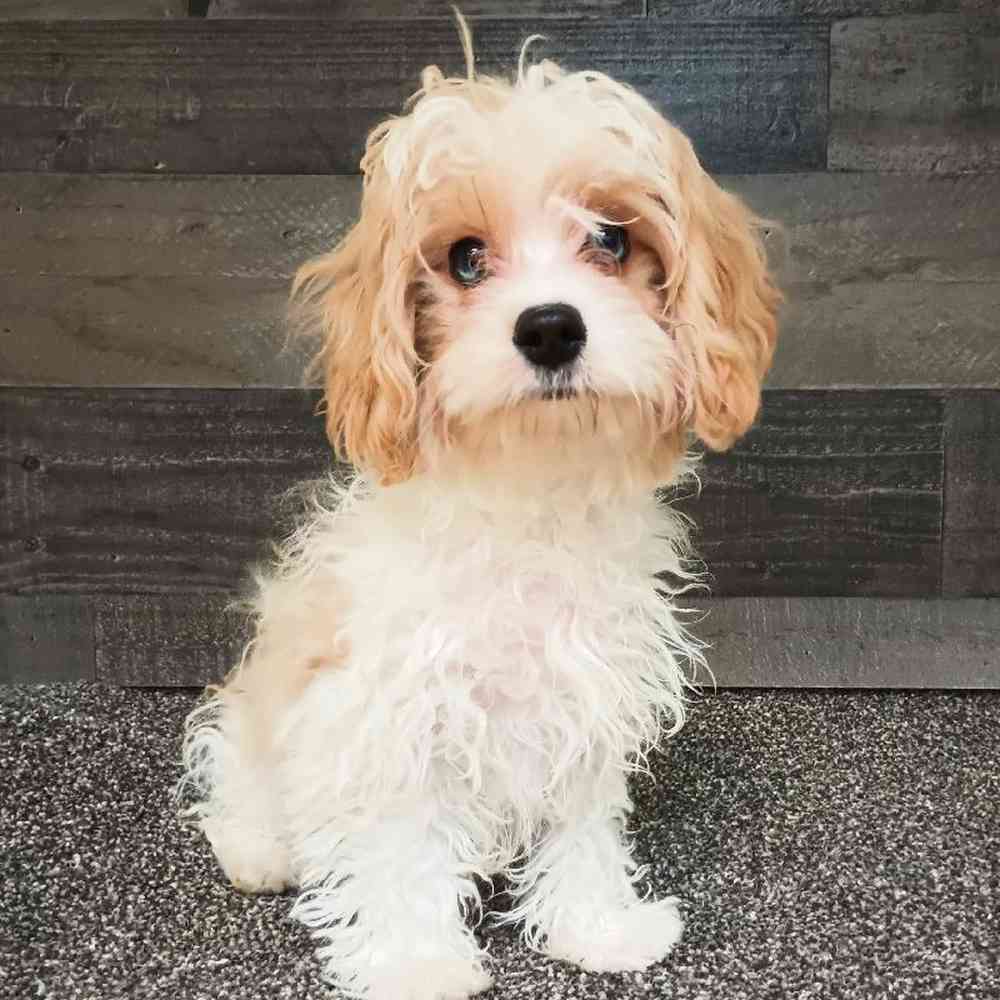 Male Cavapoo Puppy for Sale in Troy, MI