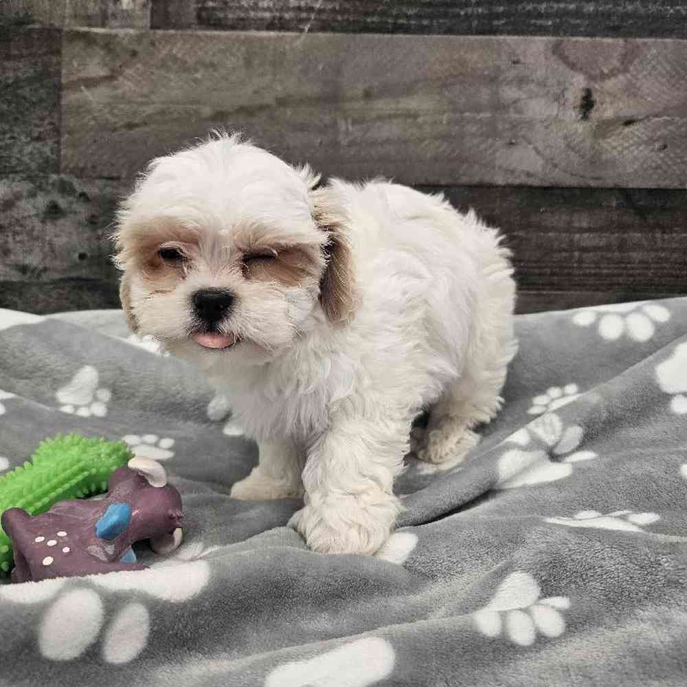 Image of a pet breed in the gallery