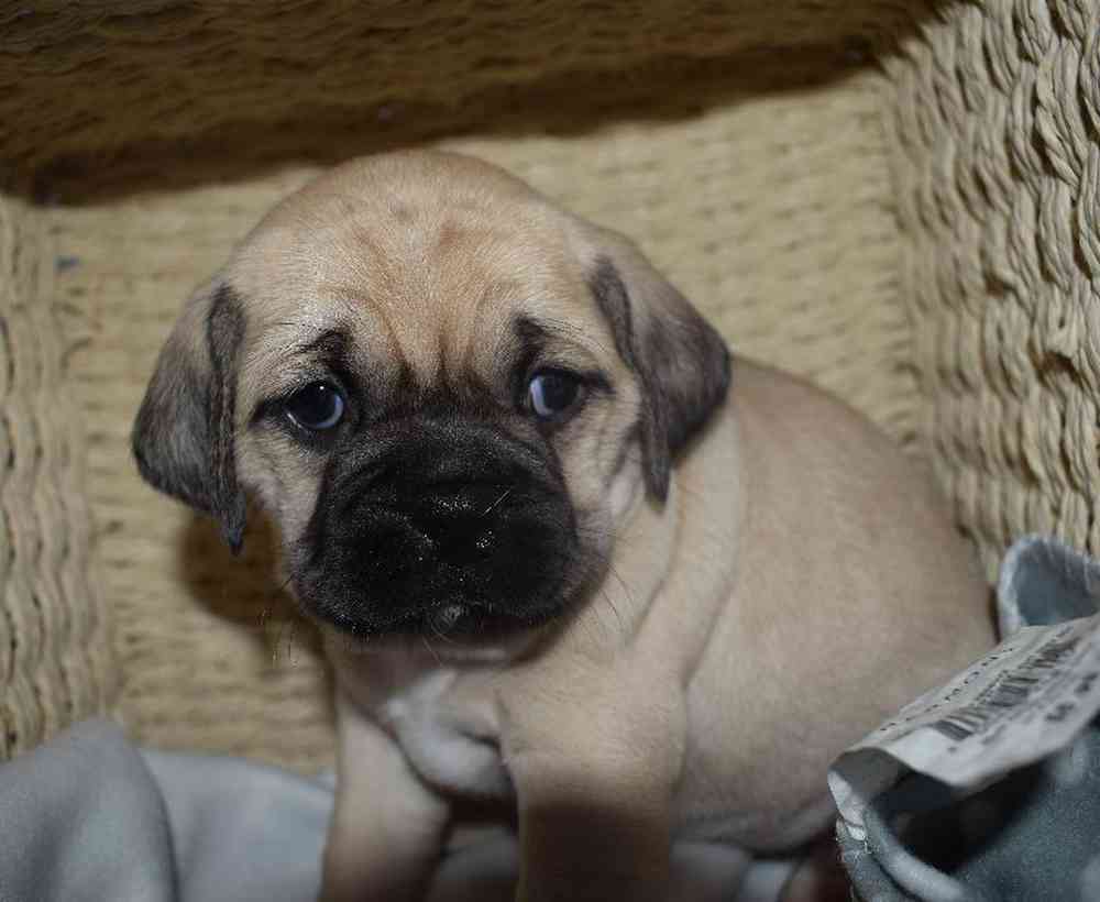 Female Puggle Puppy for sale