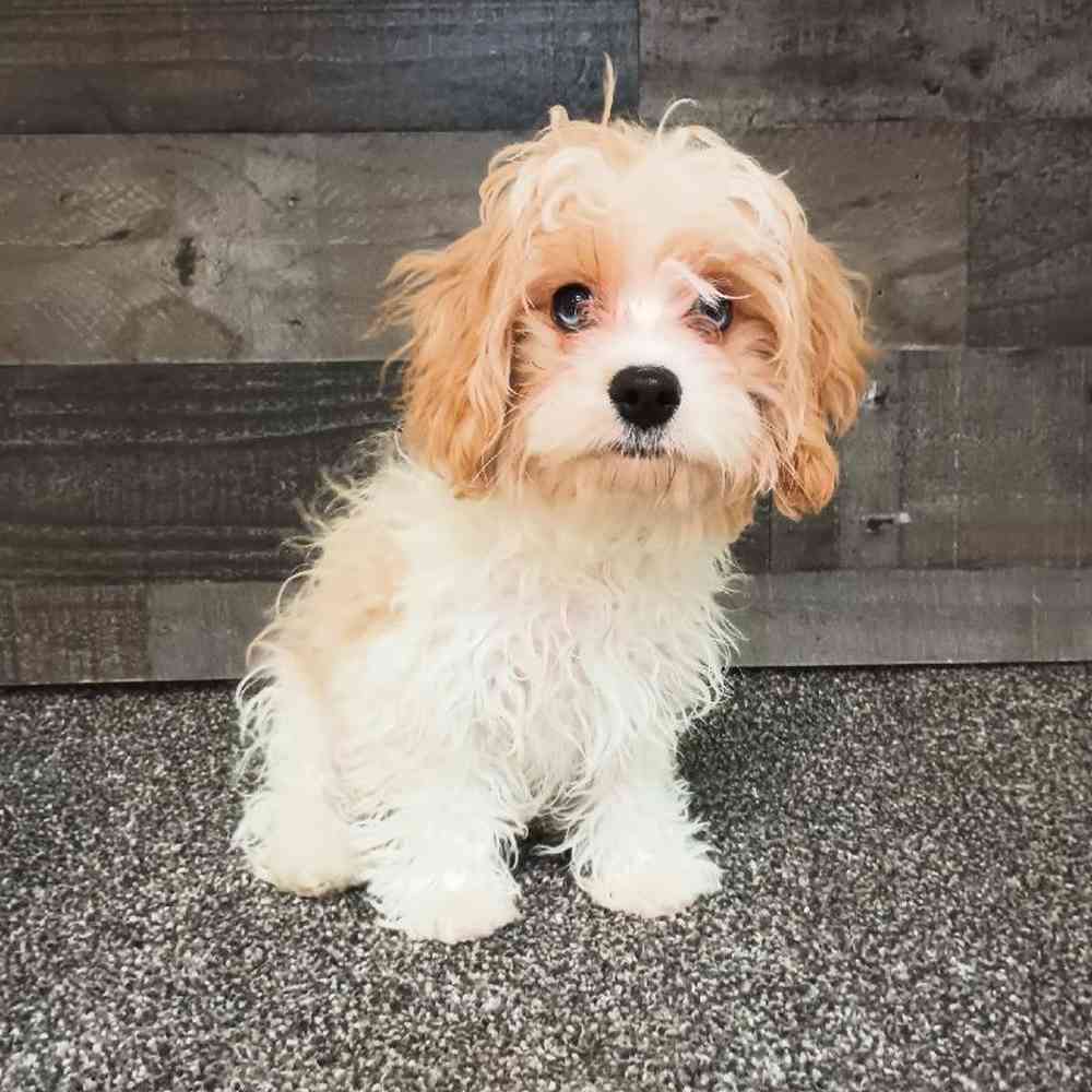 Male Cavapoo Puppy for Sale in Troy, MI