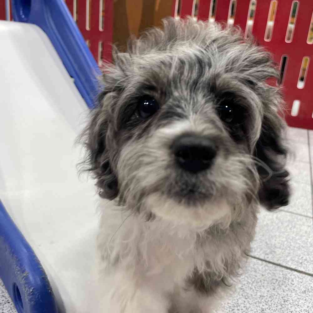 Maggie, Female Cavapoo Puppy for sale in Troy