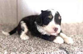 Mini Bernedoodle