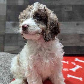 Cockapoo
