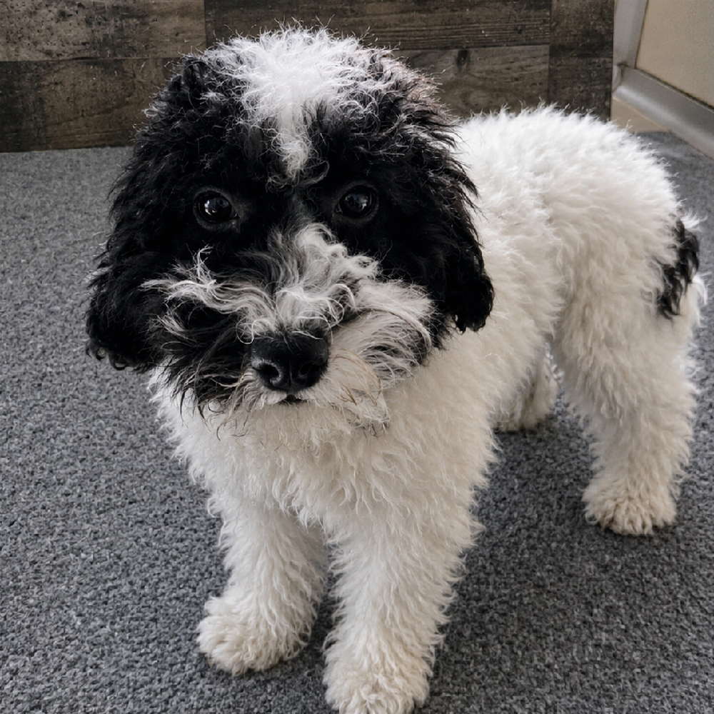 Female Mini Poodle Puppy for Sale in Troy, MI