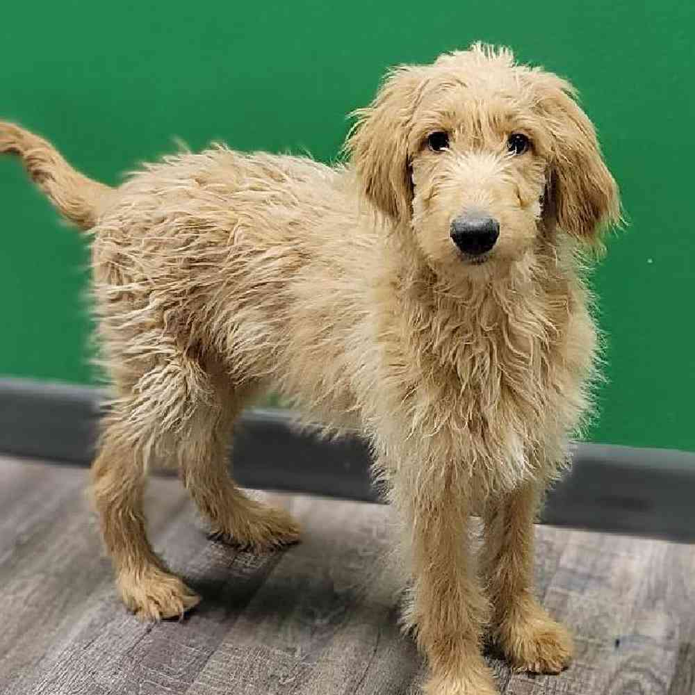 Male Goldendoodle (F1B) Puppy for sale