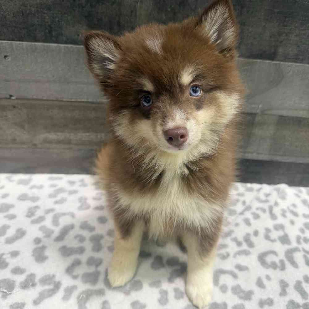 Image of a pet breed in the gallery
