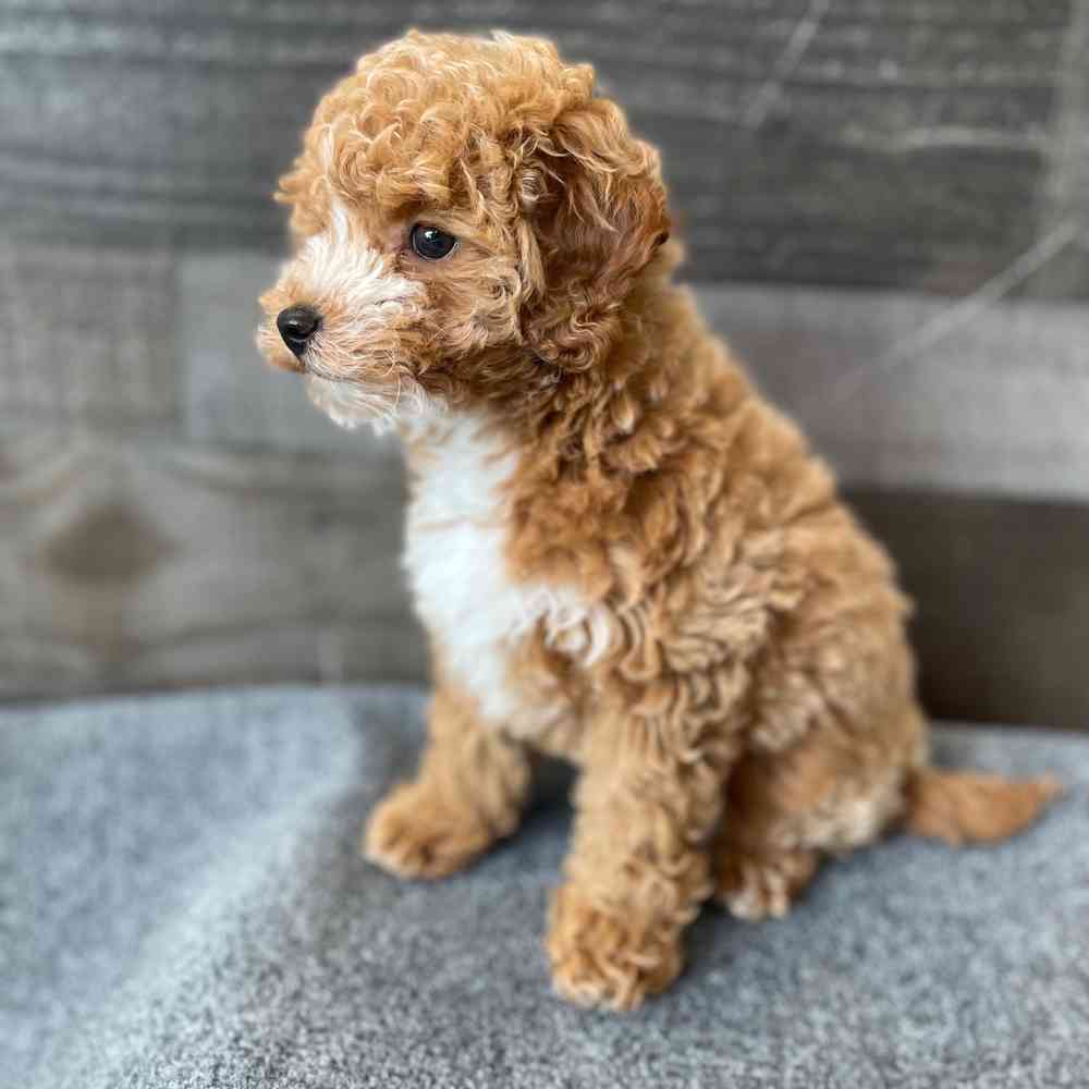 Image of a pet breed in the gallery