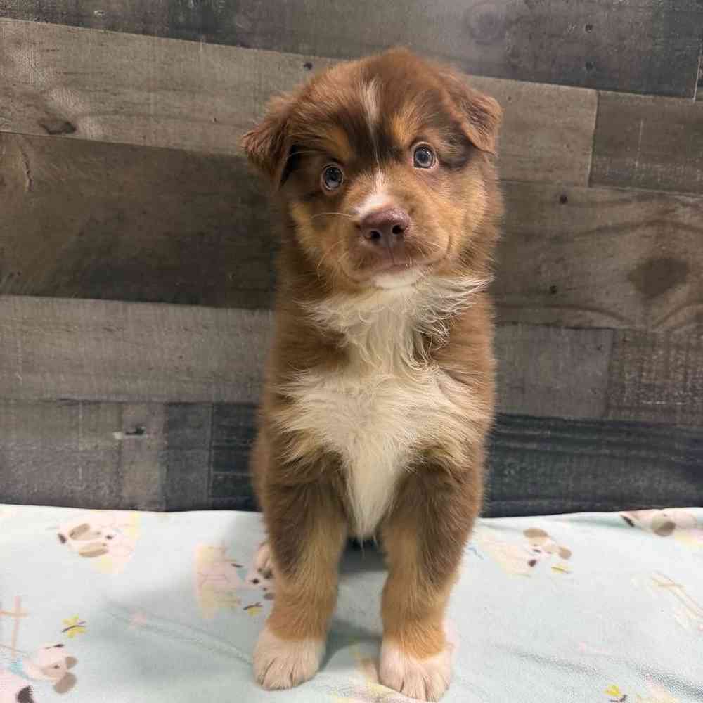pet breed image