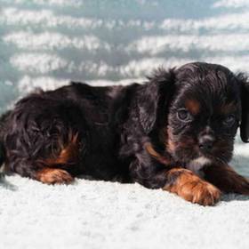 Cavalier King Charles Spaniel