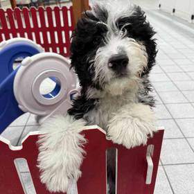 Mini Bernedoodle