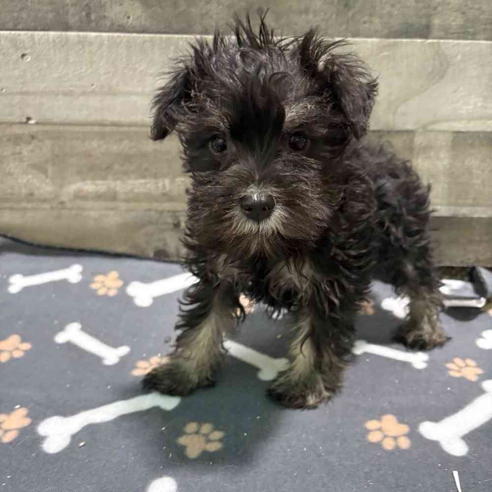 pet breed image