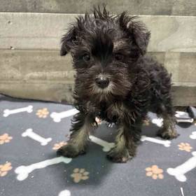 Mini Schnauzer