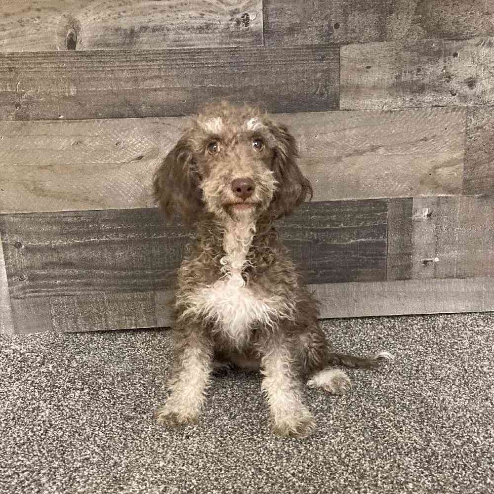 Female Mini Bernedoodle Puppy for Sale in Troy, MI