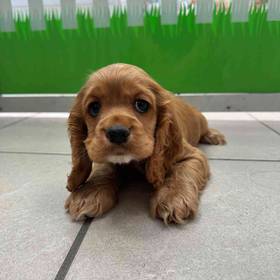 Cocker Spaniel