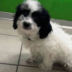 Coton Poodle